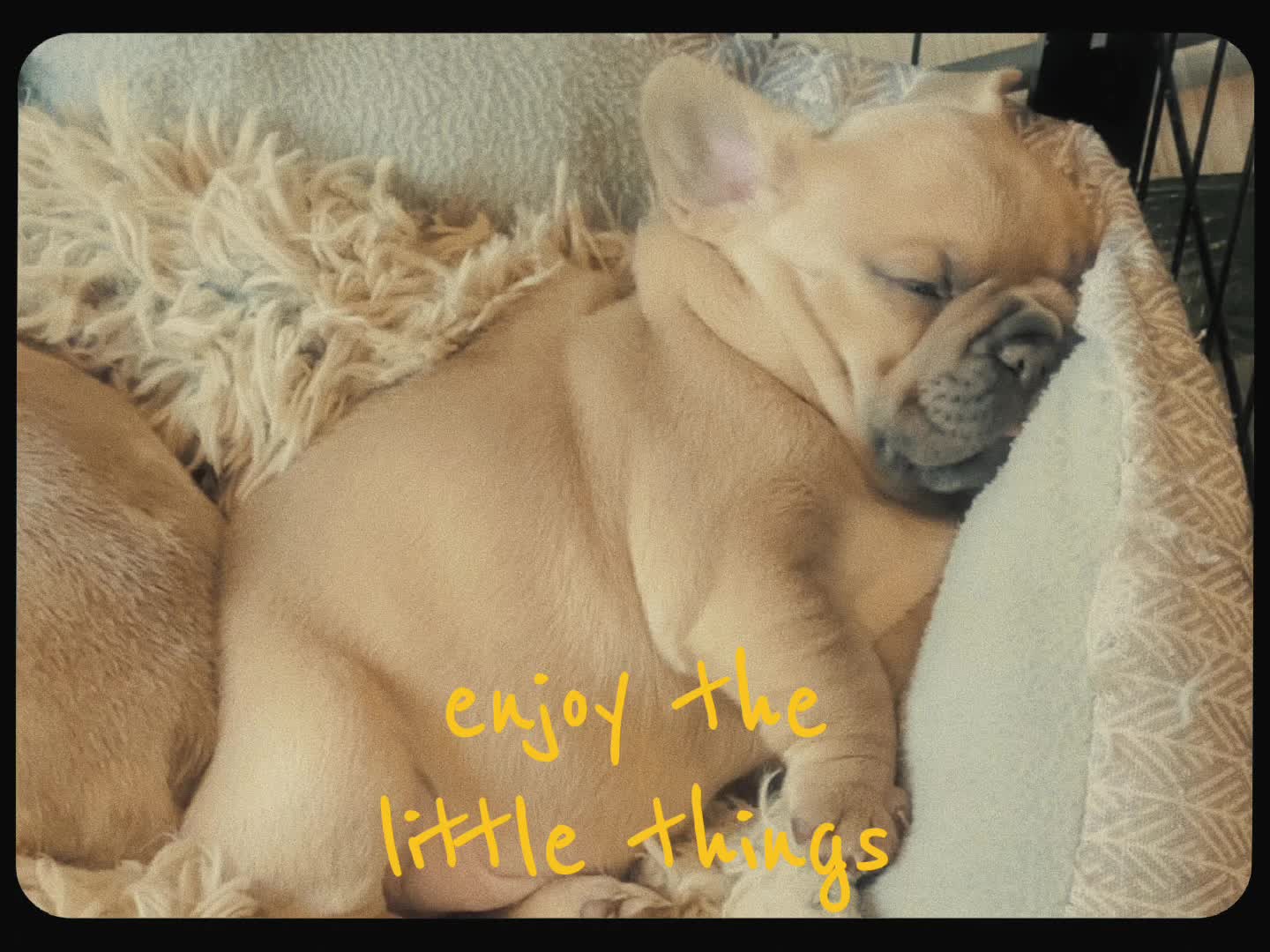 @Southern-Frenchies-And-Sons