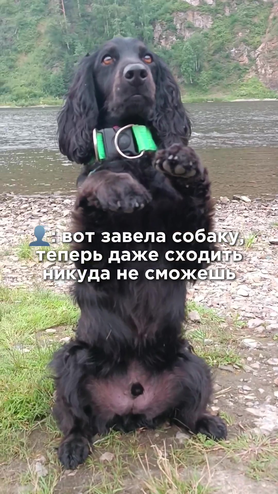 @шакалёнок