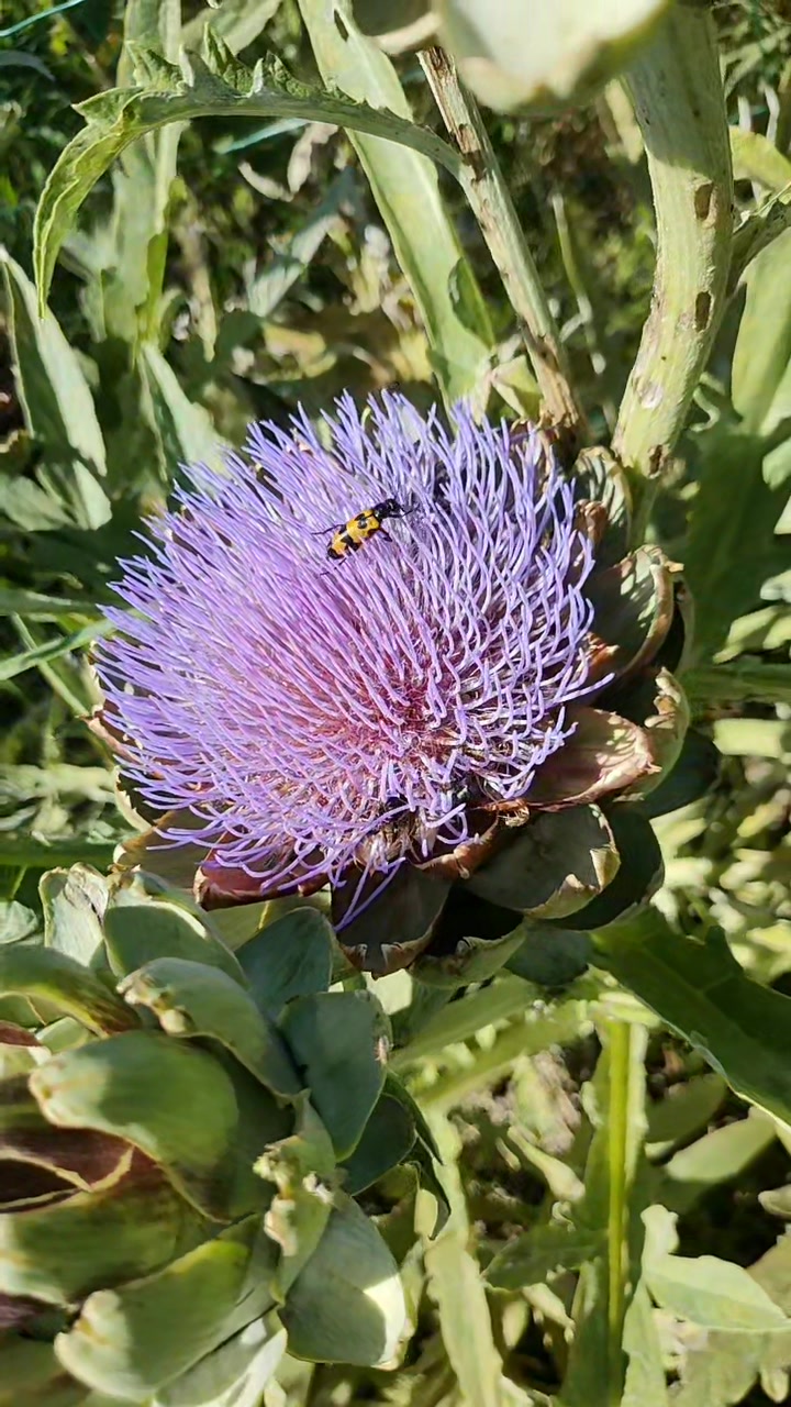 @JardinsMonPlaisir
