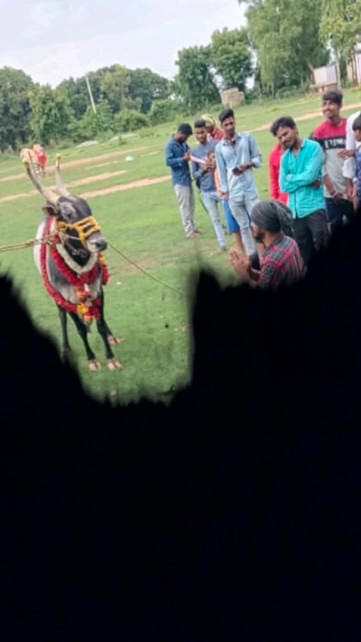 @sachin bull