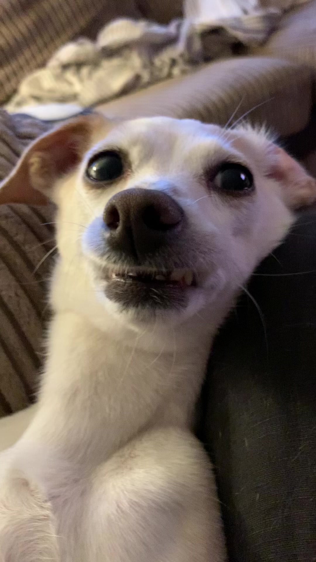 @Nala