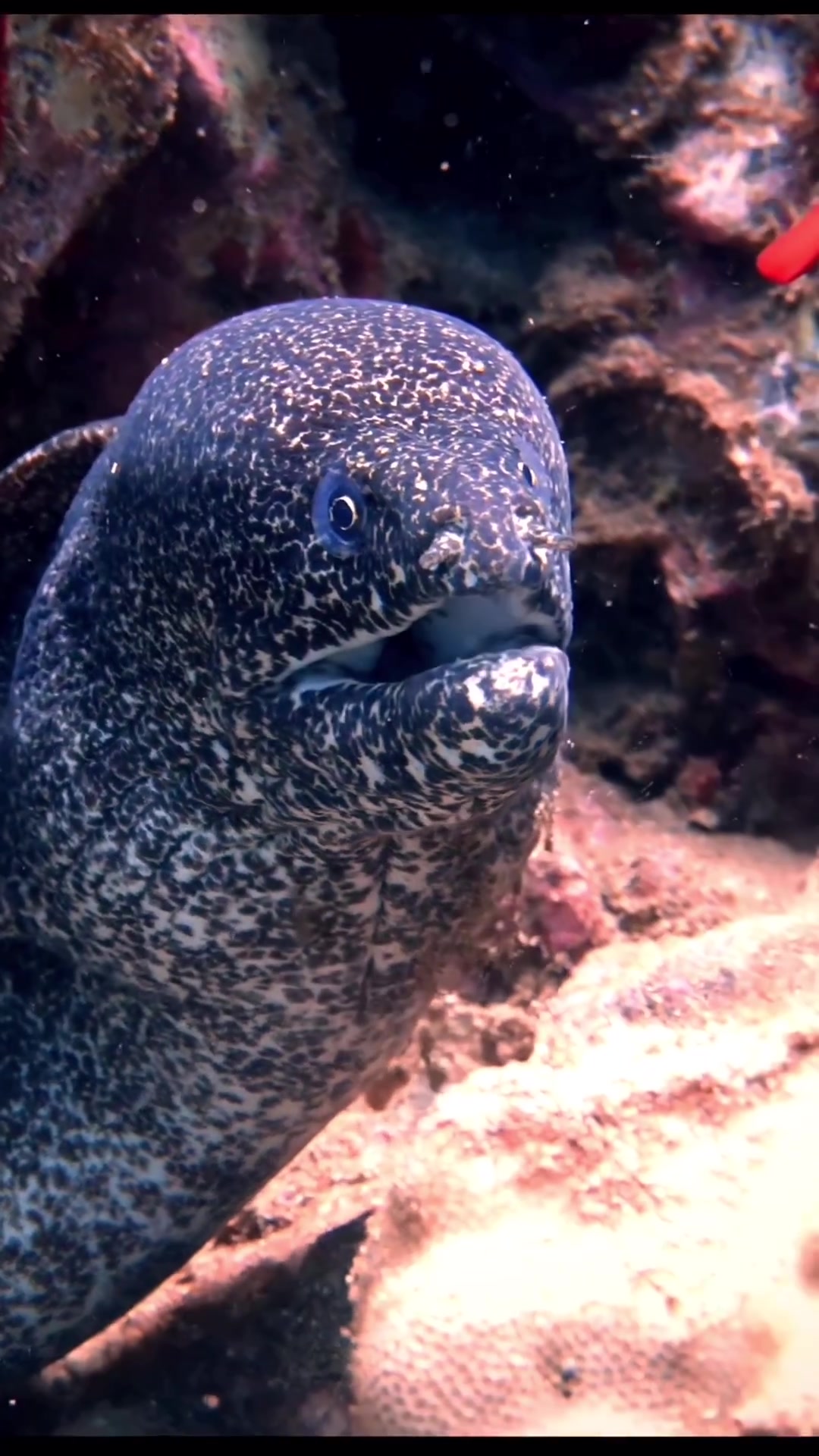 @Sky | Underwater Photographer