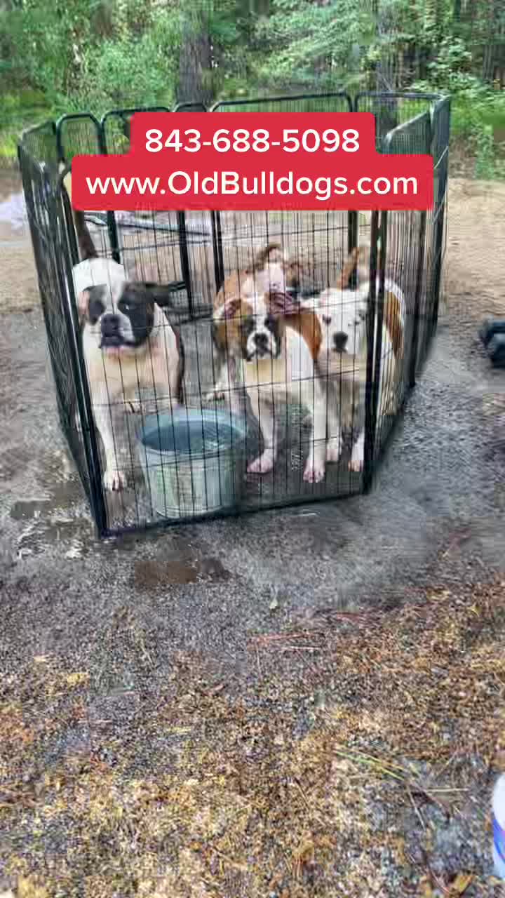 @OGMasterOfAllBulldogs
