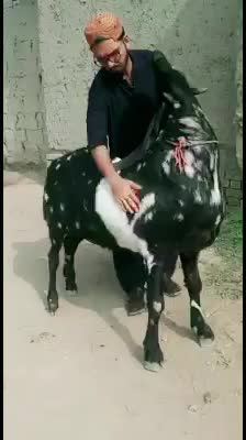 @goatloverroorkee