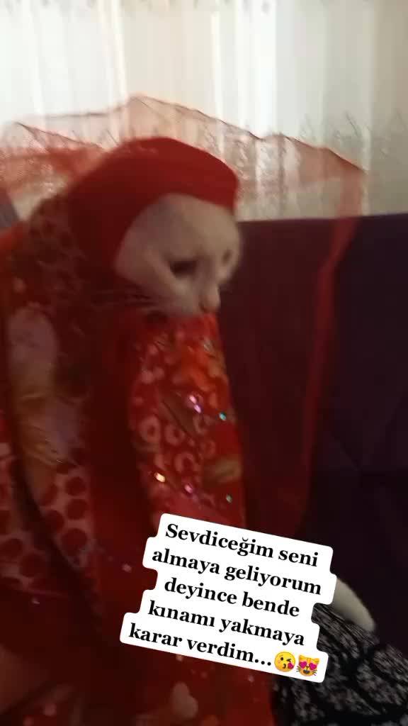 @zarife Aybay