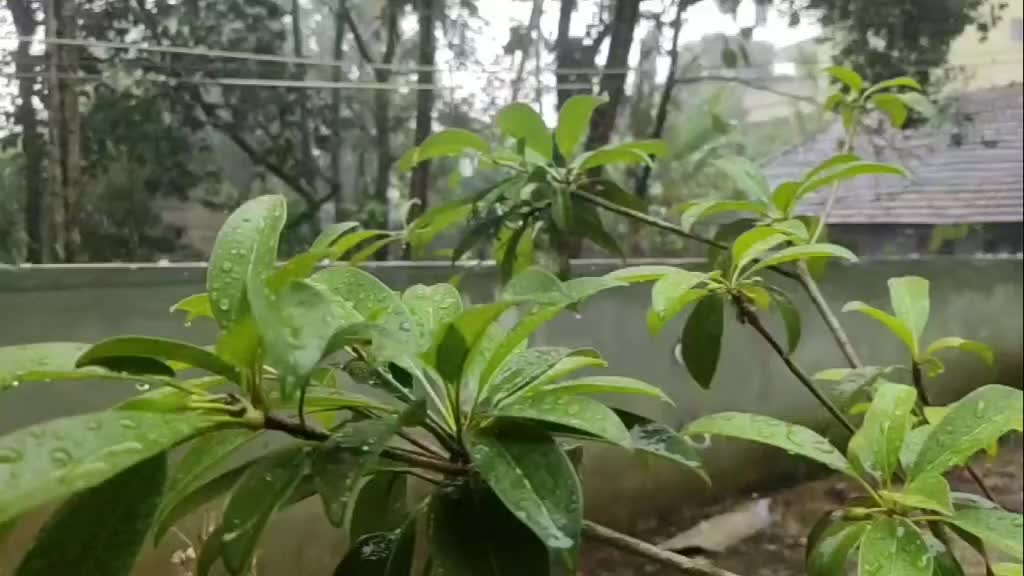 @ᏰᏋᏒᎩᏝ ᏕᏬᏁ