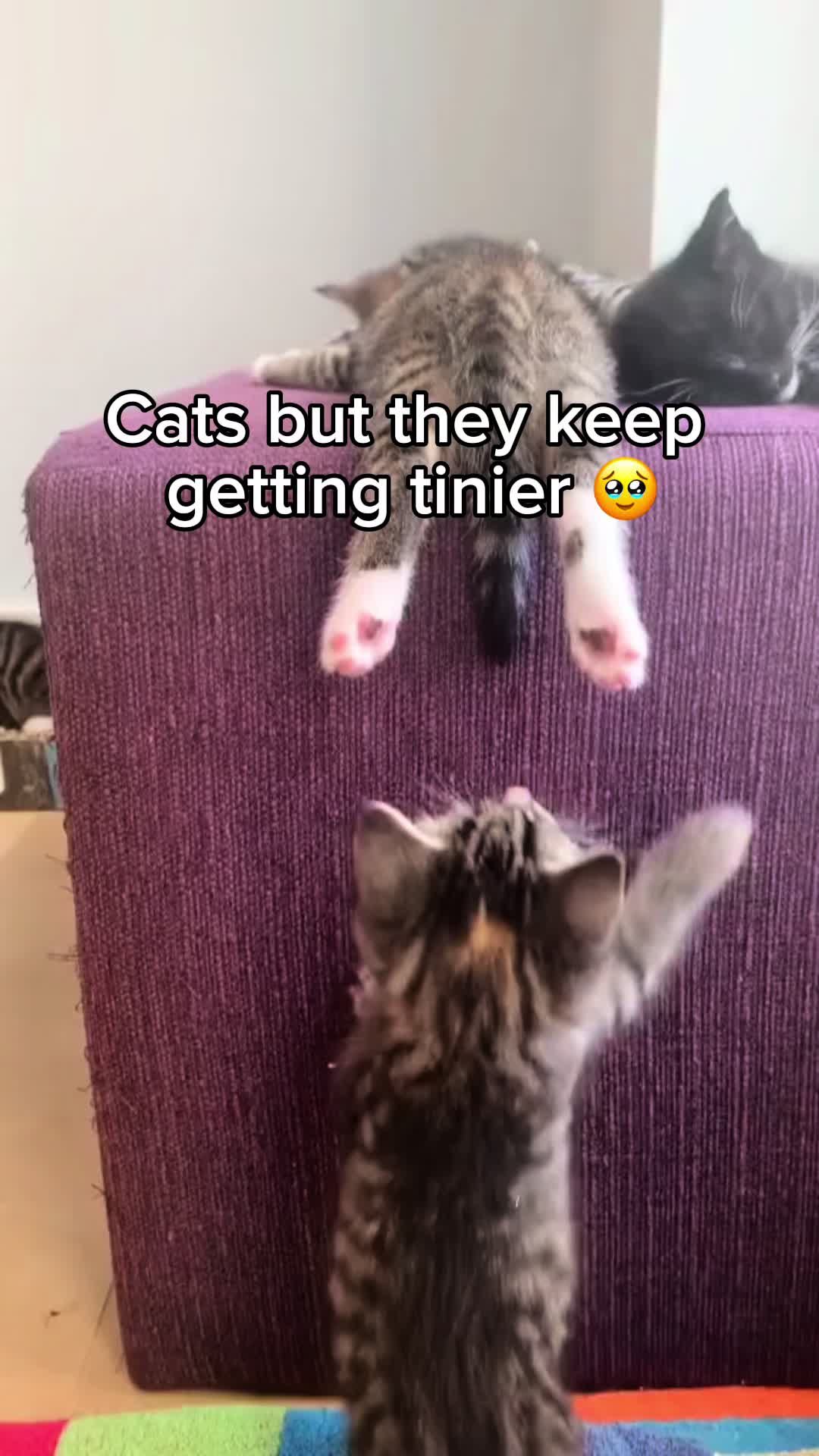 @KittenMitten