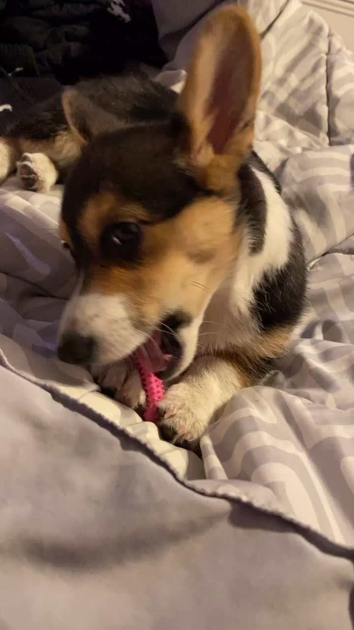 @Xena Warrior Corgi