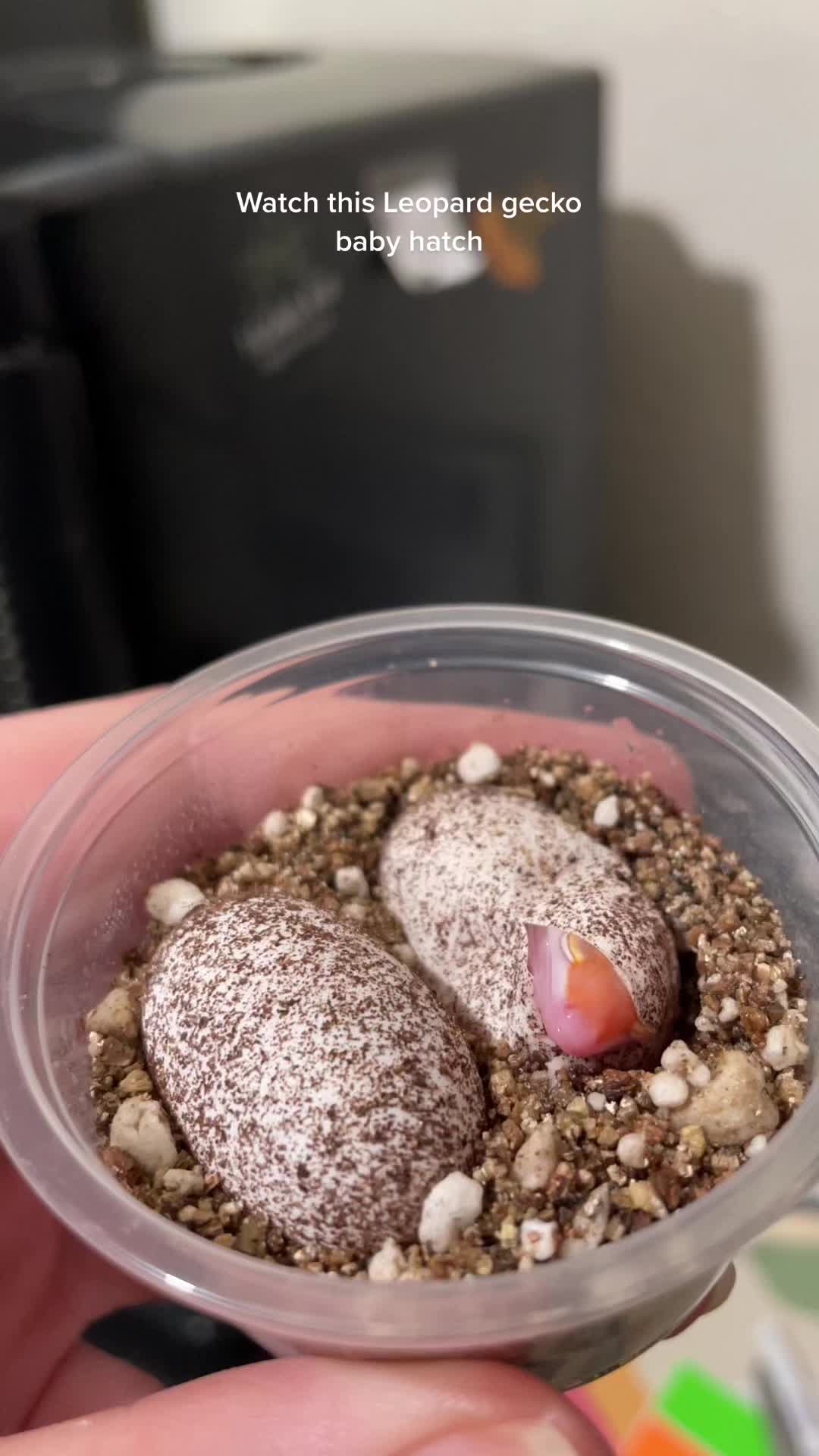 @BettaGecko 🧬🧚🏼&zwj;♀️🦐🌌