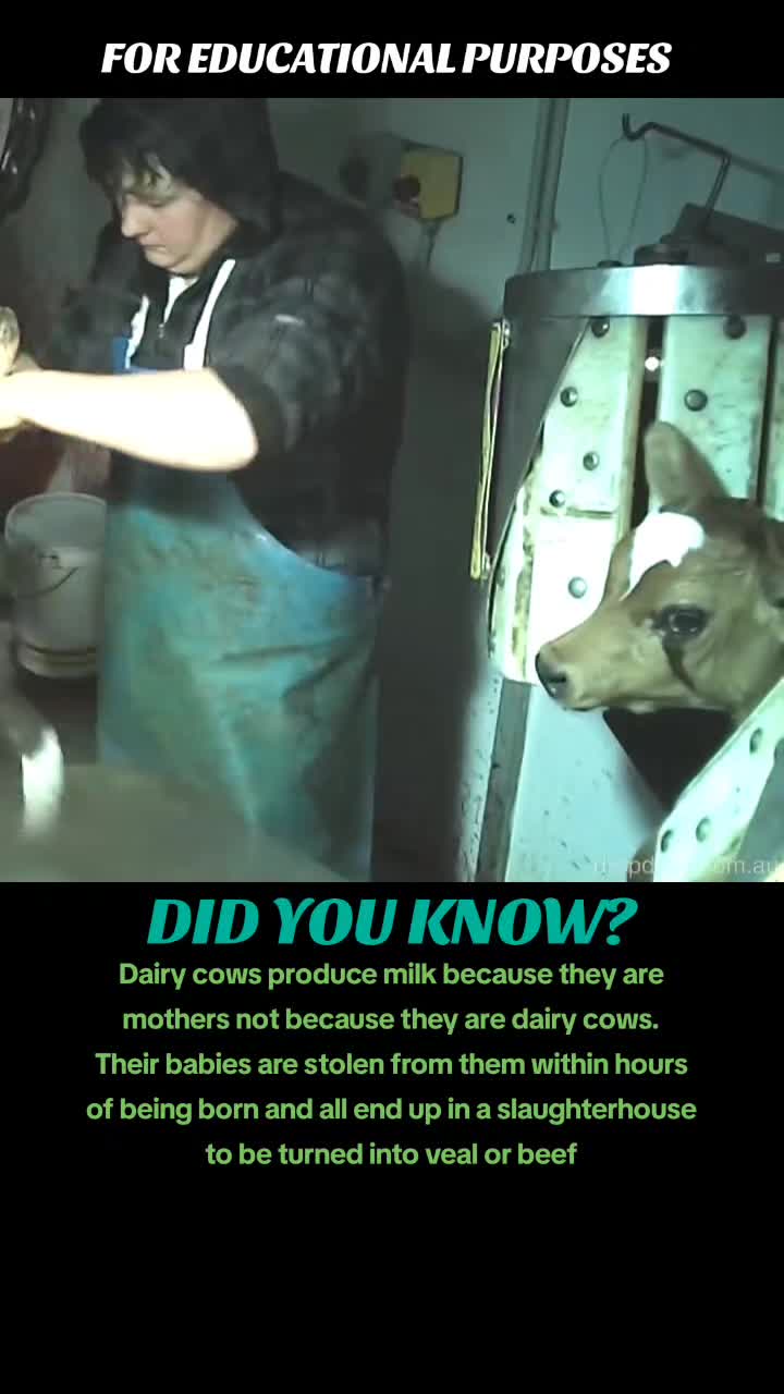@Khaby Go Vegan