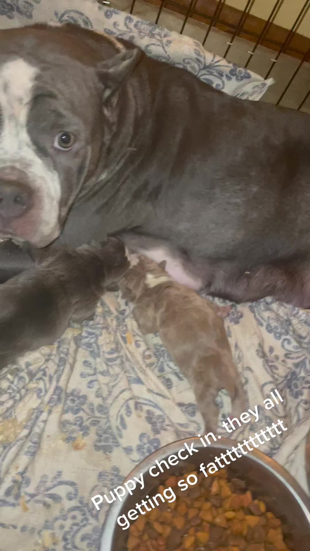 @BULLYFARM