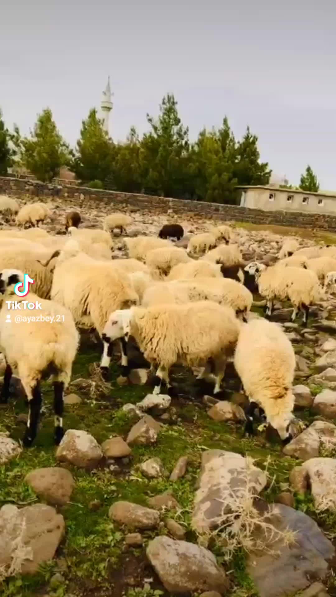 @AYAZBEY21