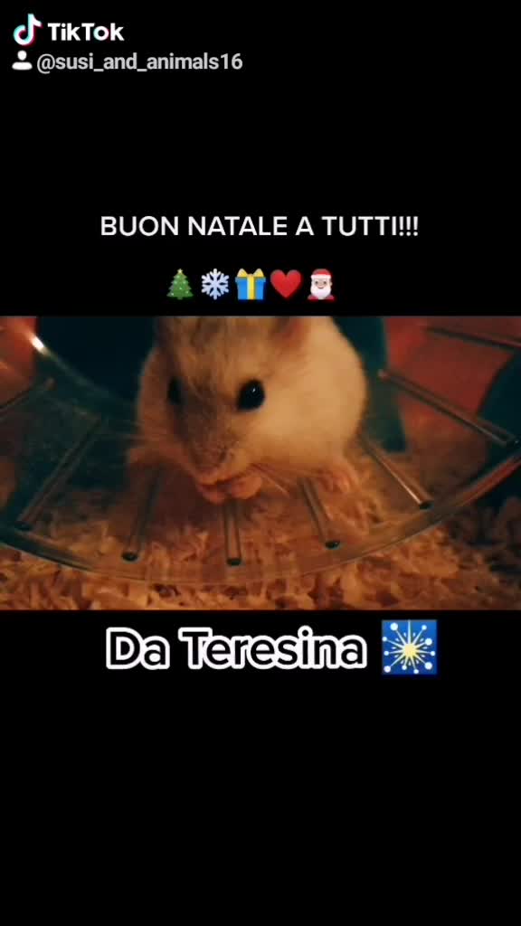 @susi_and_animals🐭🍀💕🎇