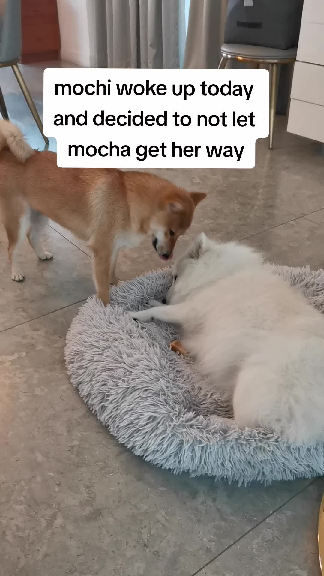 @Mochi Mocha 🤍🤎