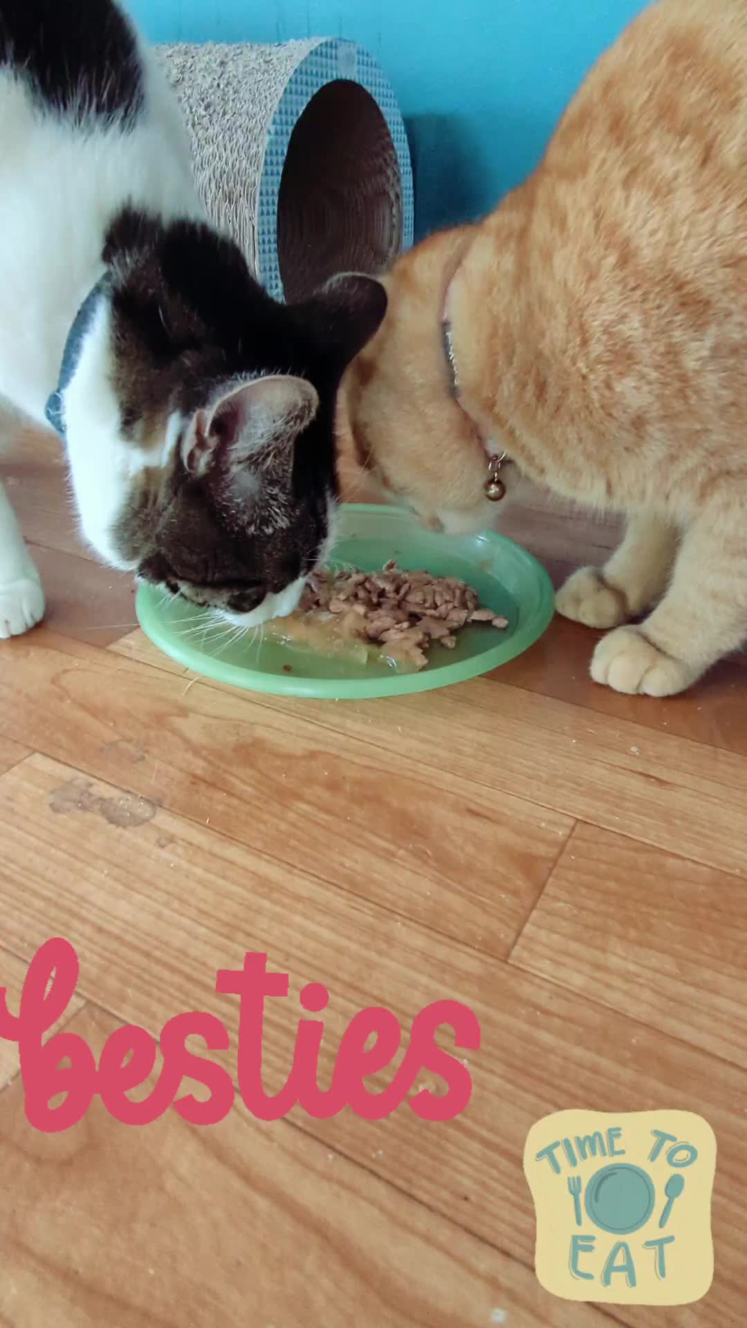 @Gingerninger_cat2021