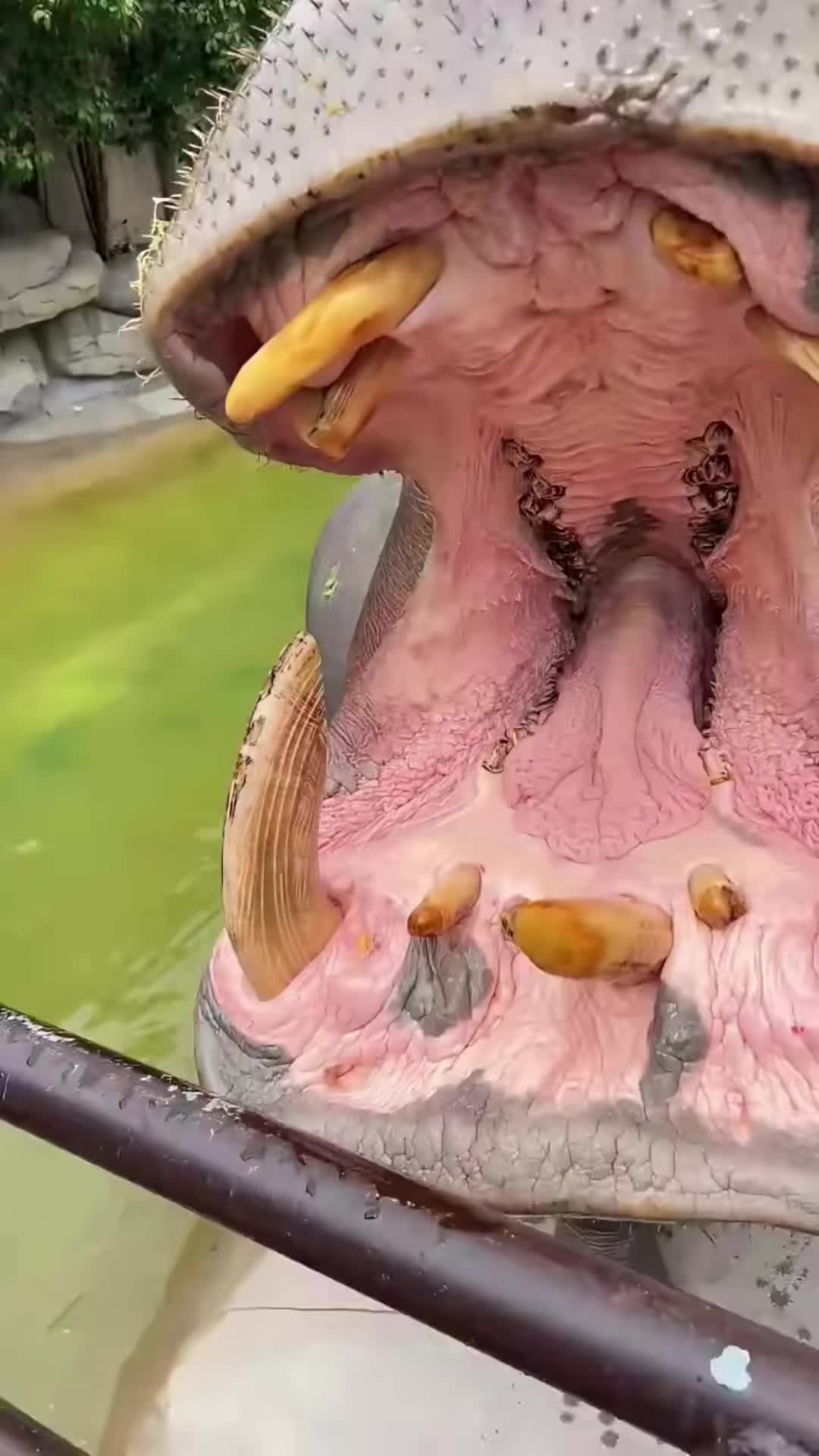 @Hippo