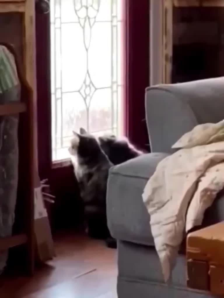 @Animal TV