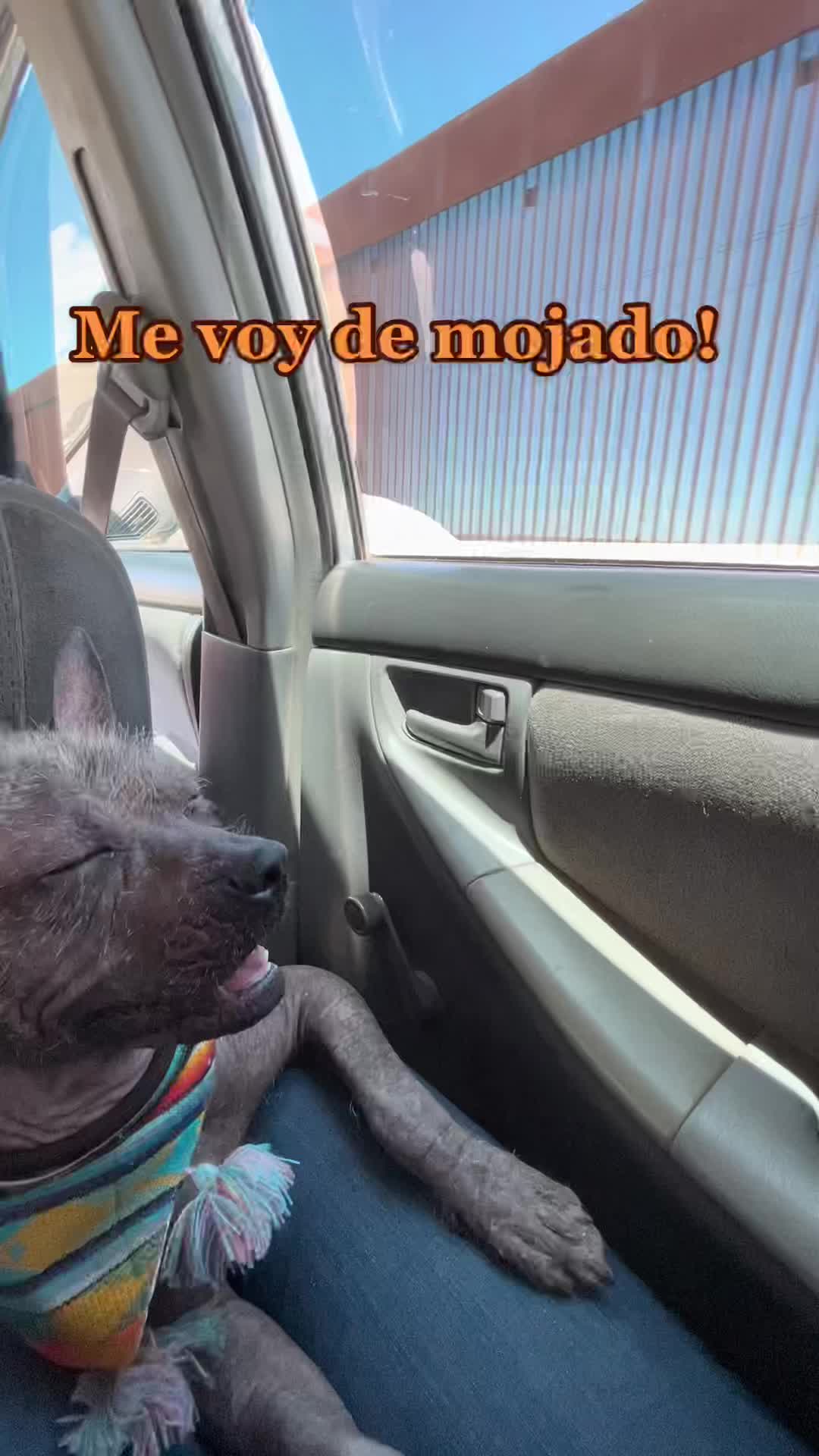 @🐺🐾🇲🇽PiCASSO🇲🇽🐾🐺