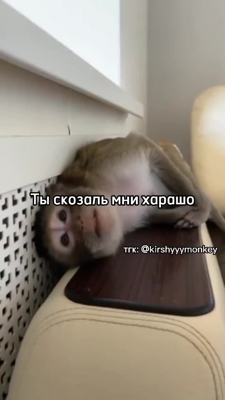 @🍌Киршу Монке🍌