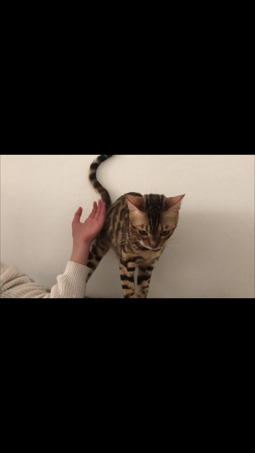@Lemigans _cattery
