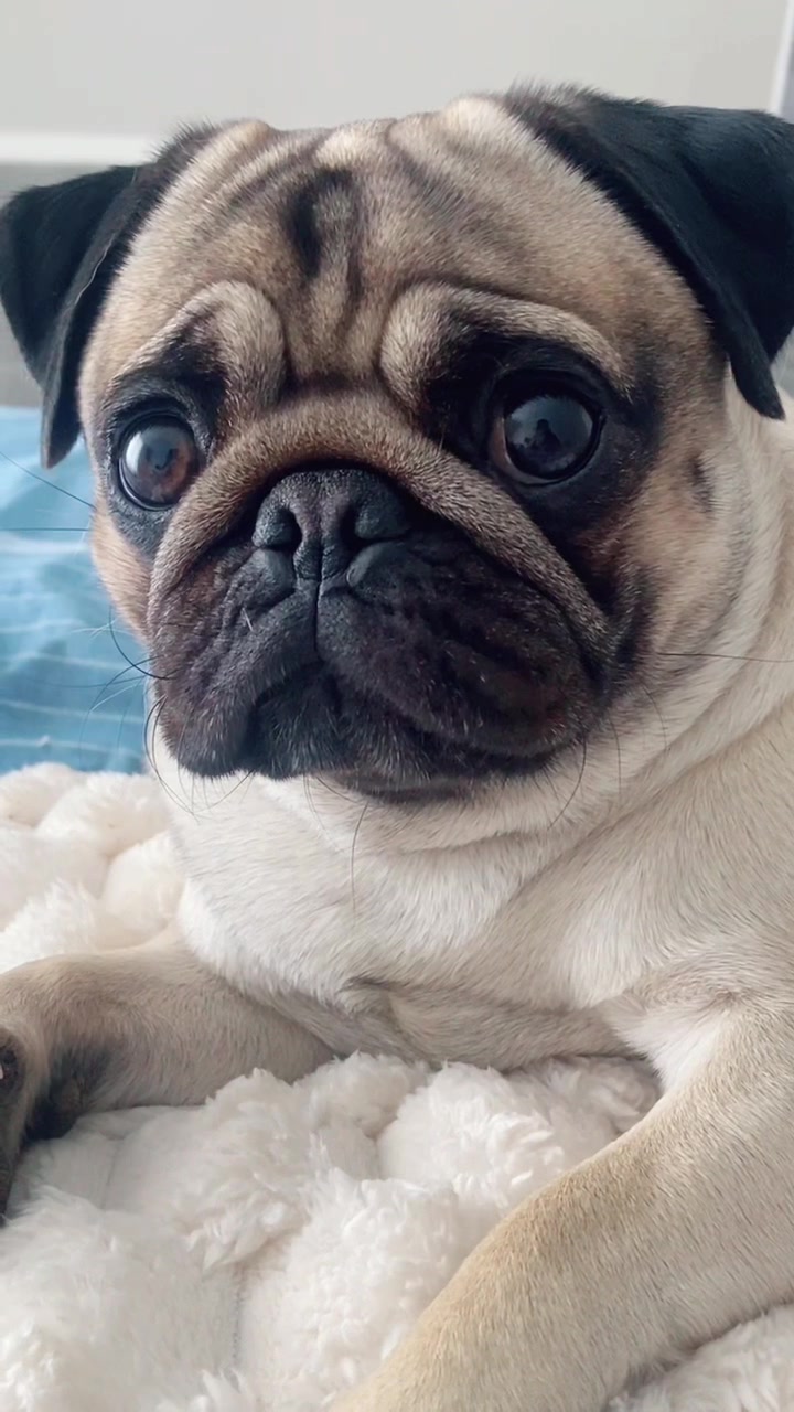 @Moka_lapug