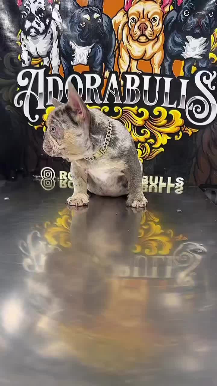 @rb_frenchies559