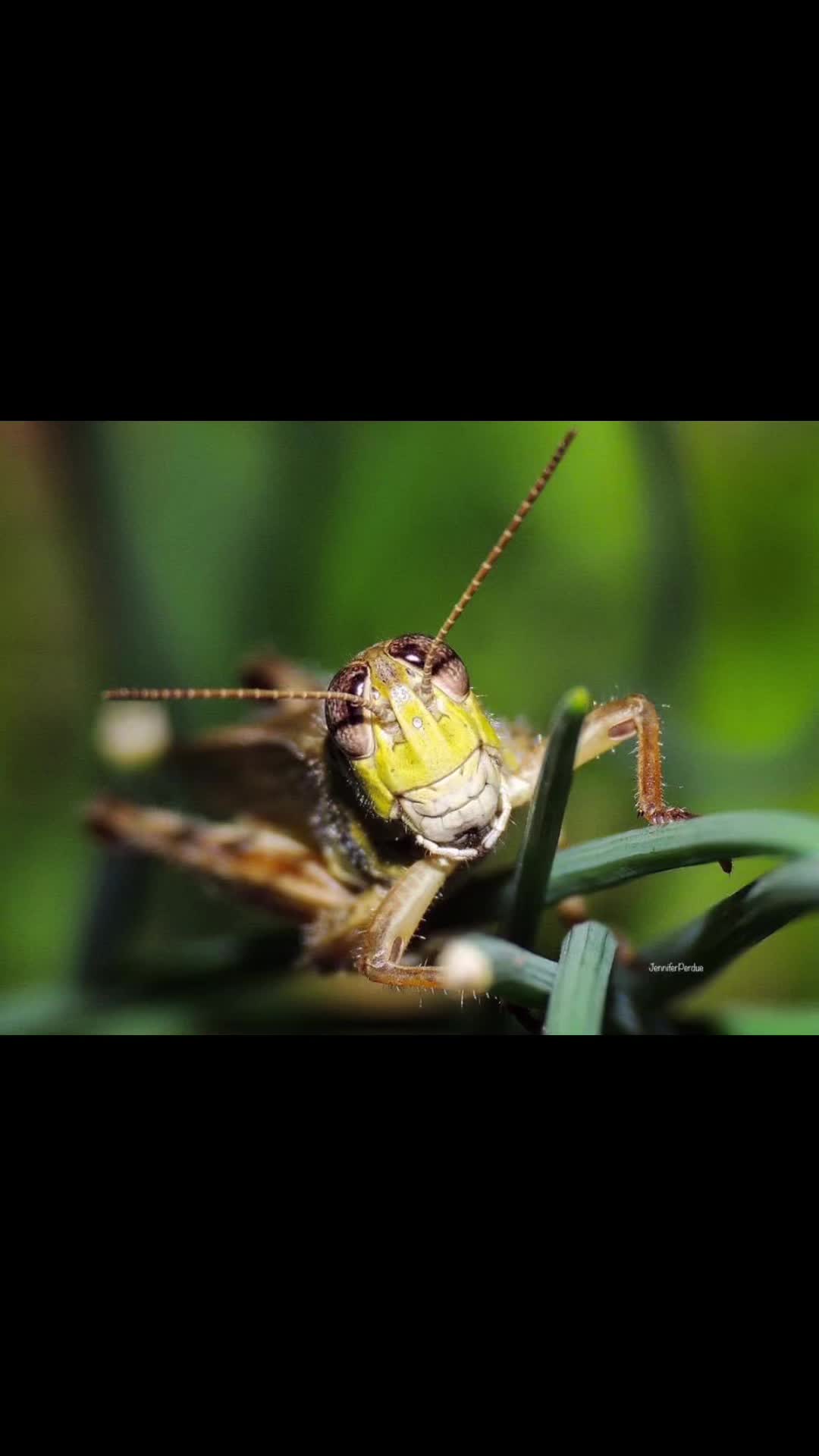 @Jennifer’s_Bugs