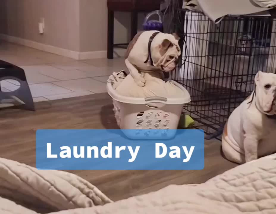 @BulldogTopiaInTexas💙💙💙💙💙