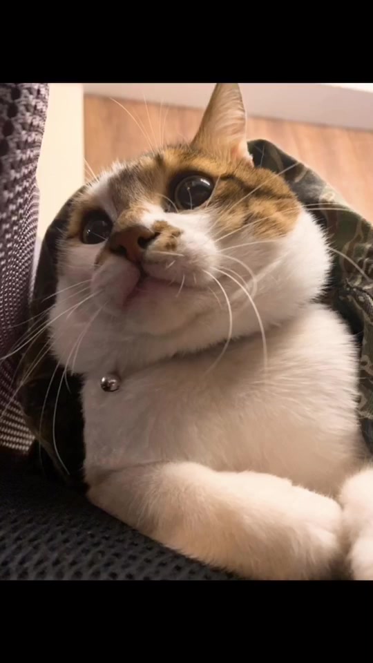 @咩咩喵喵