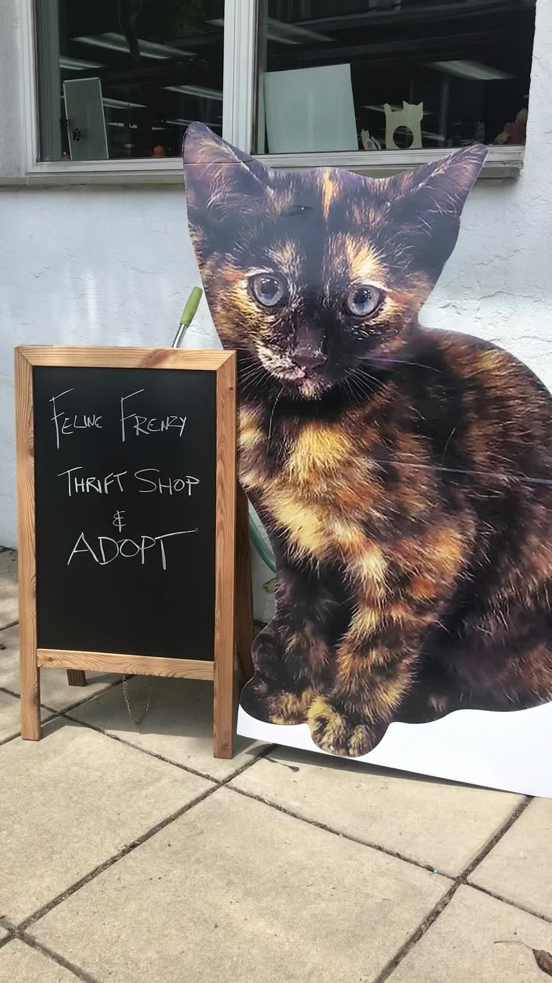 @Feline Frenzy Thrift