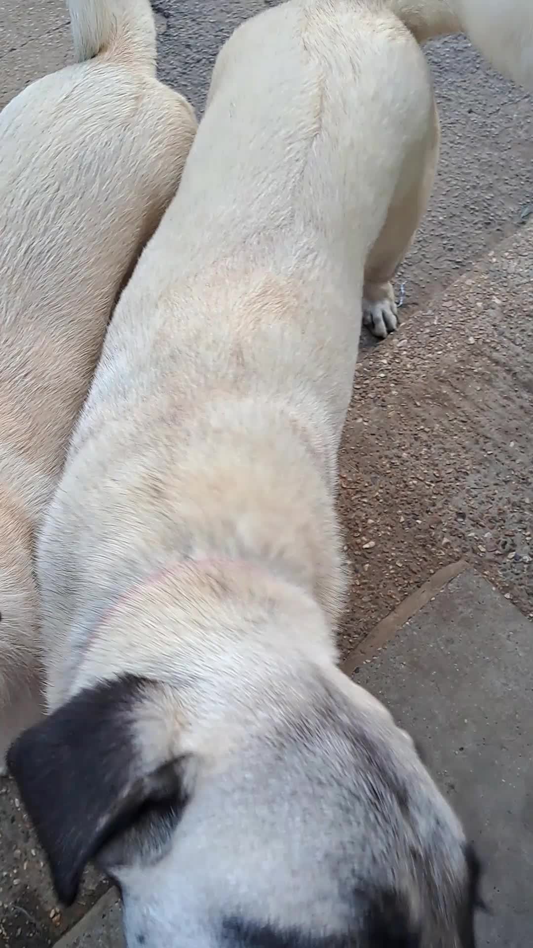 @essexkangals