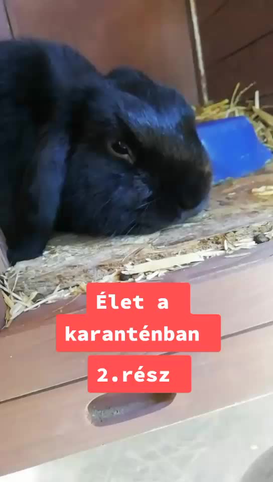 @Szutyok