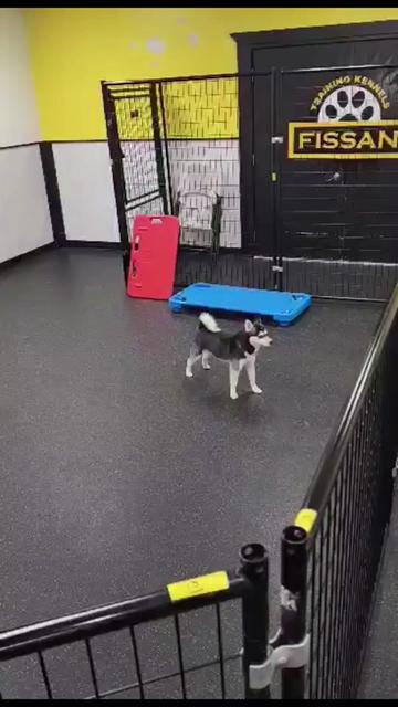 @Fissan Training Kennels
