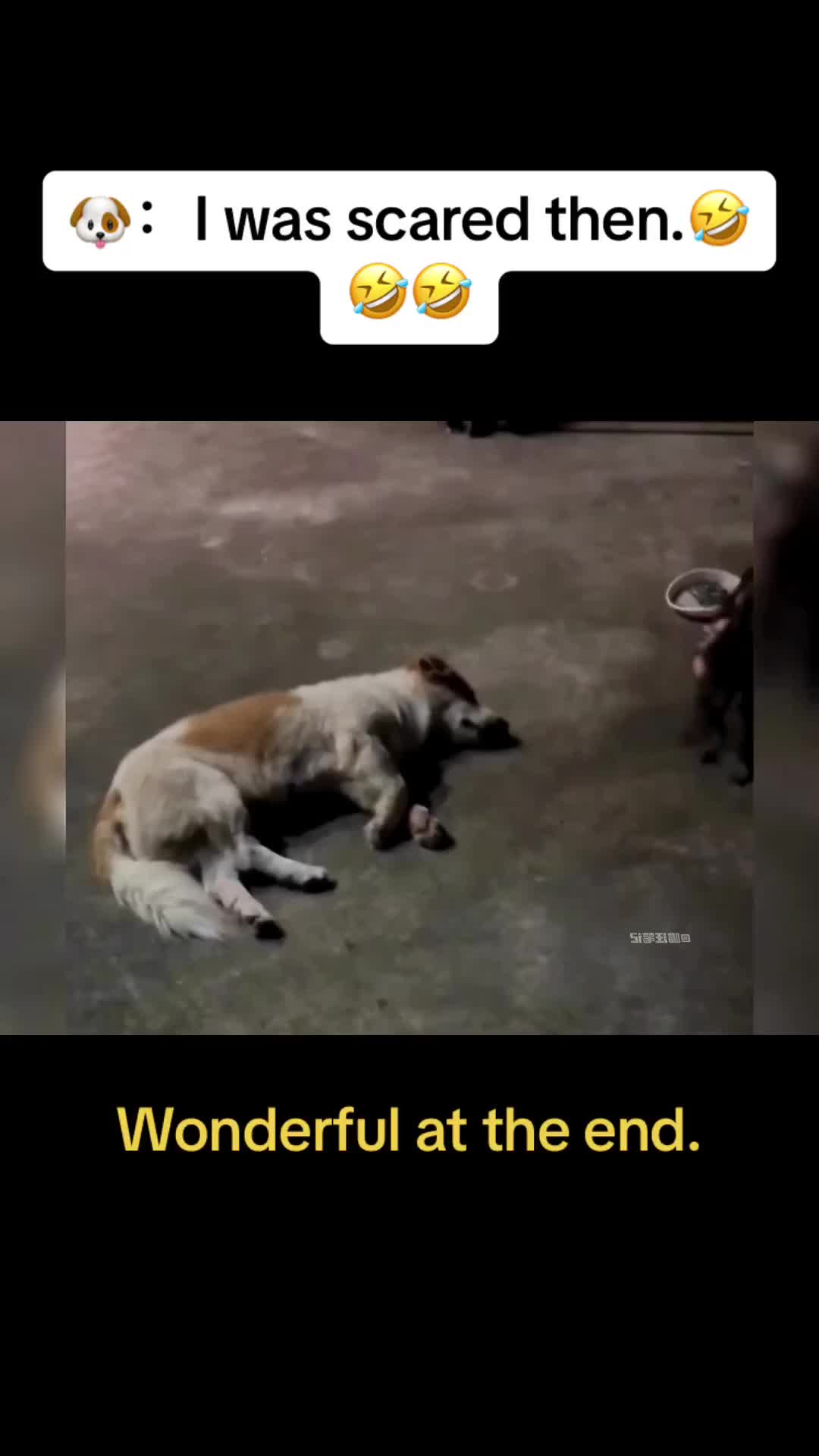 @Cute Pets😻