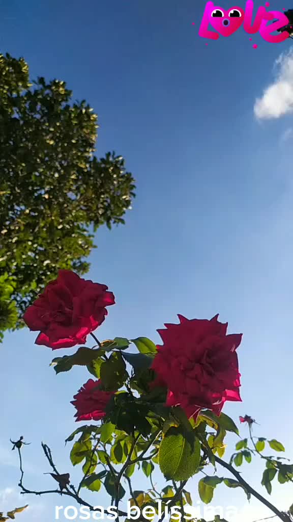 @vandicre