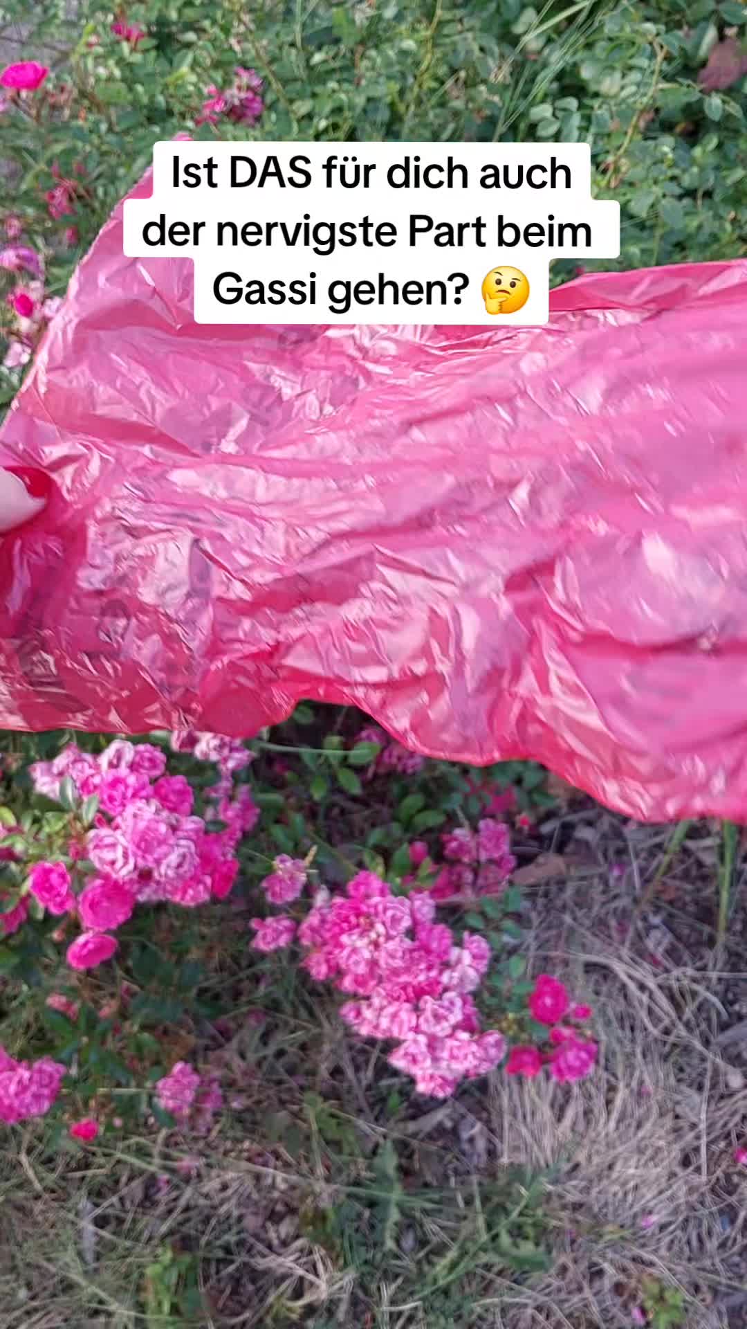 @plazapaws