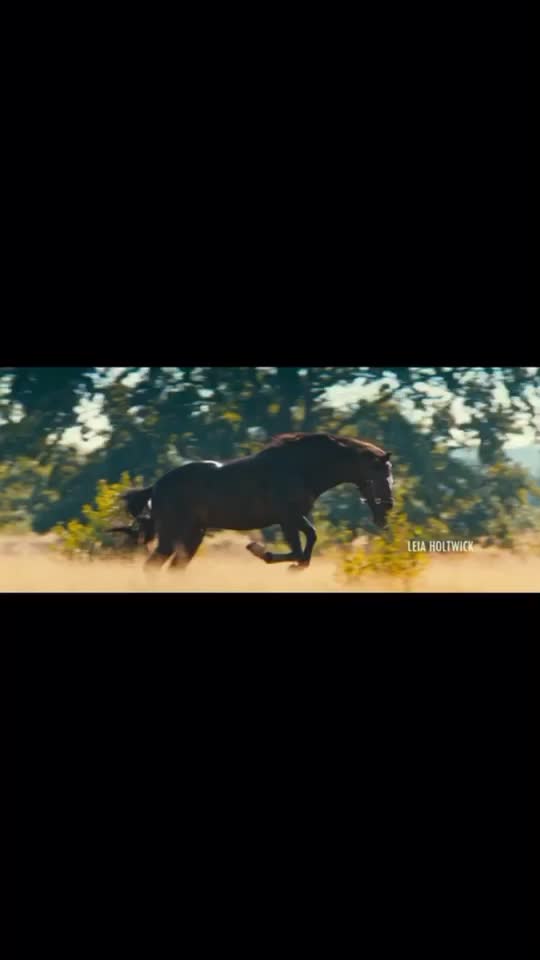 @🖇horses🖇