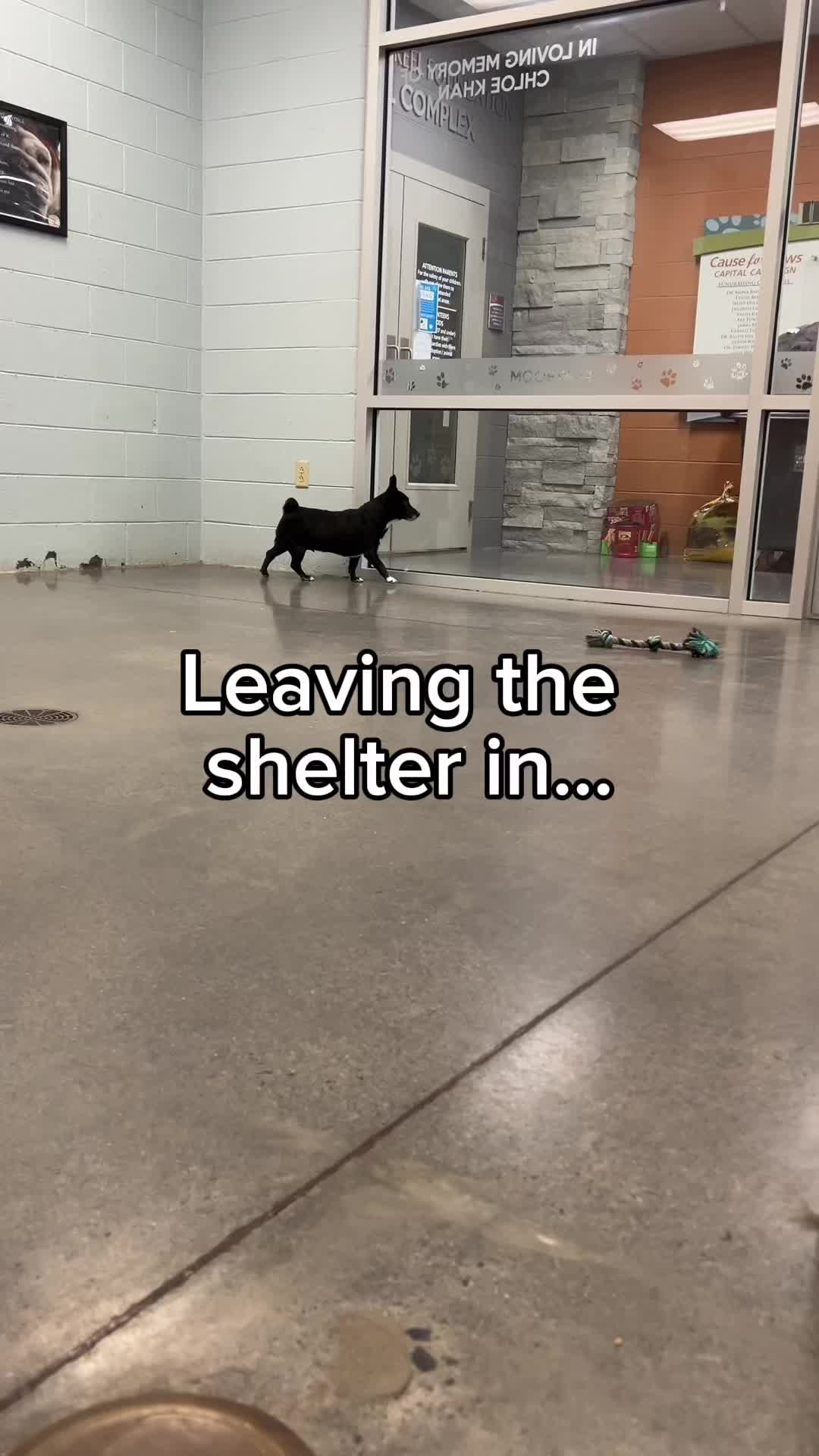 @Candice + Willow ♥️🐾