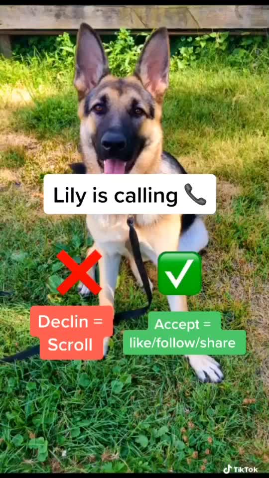@🐶 Lily 🐶