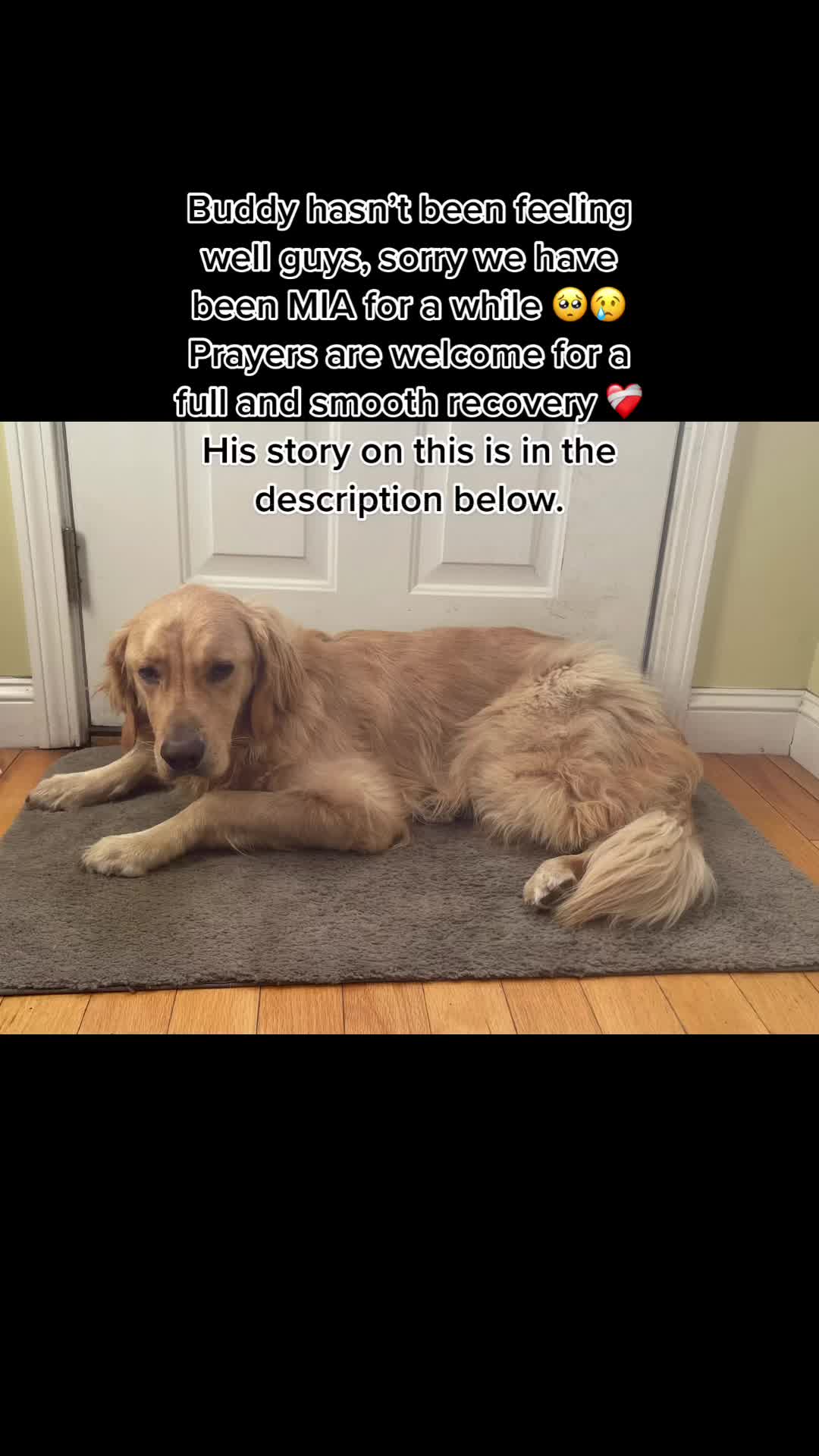 @Buddy the Golden 🦮😎