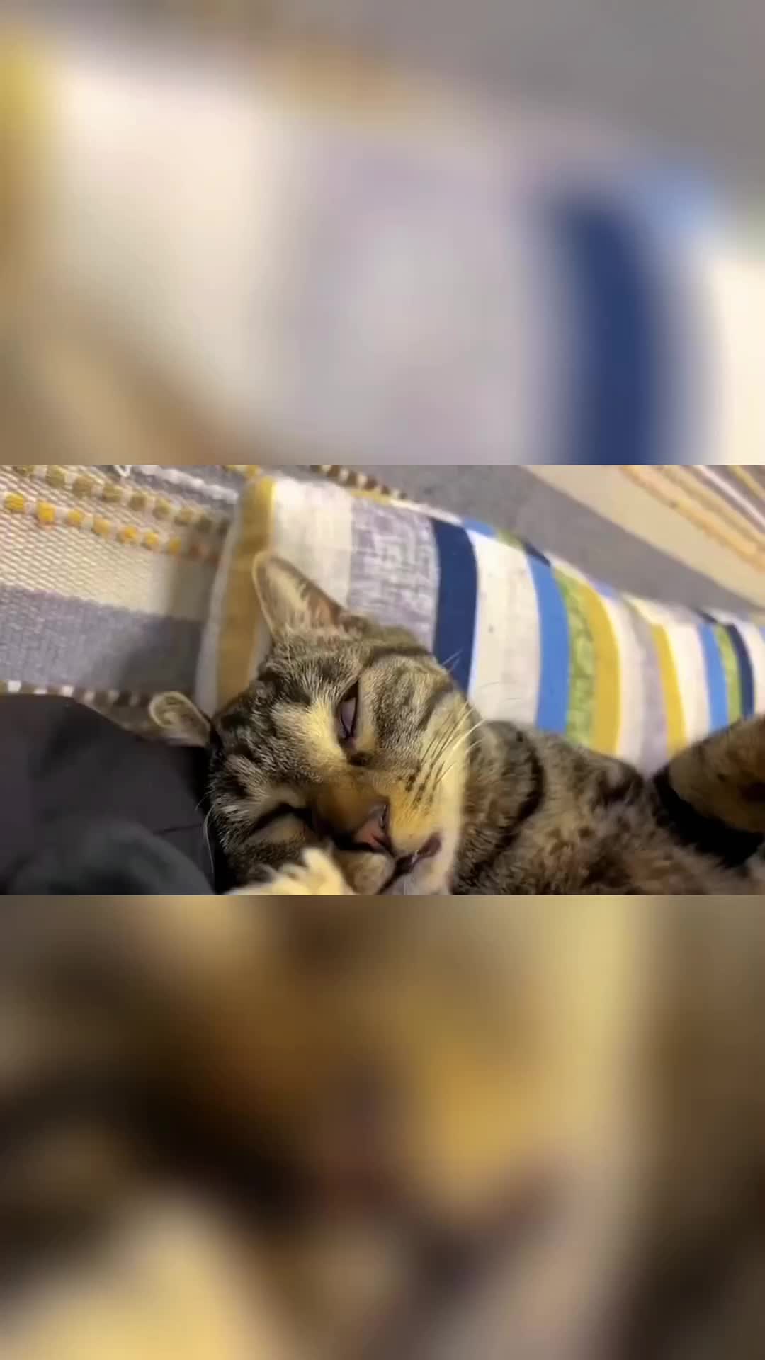 @Animal Home