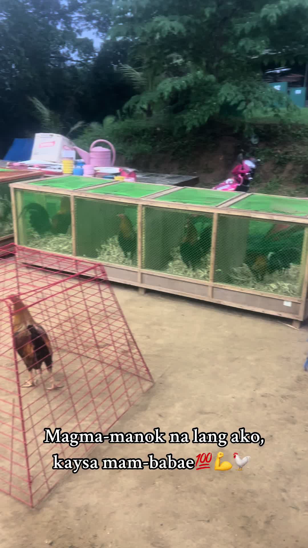 @Niño Colours Gamefarm