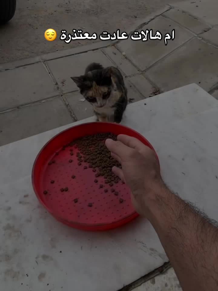 @اقبال والقطط