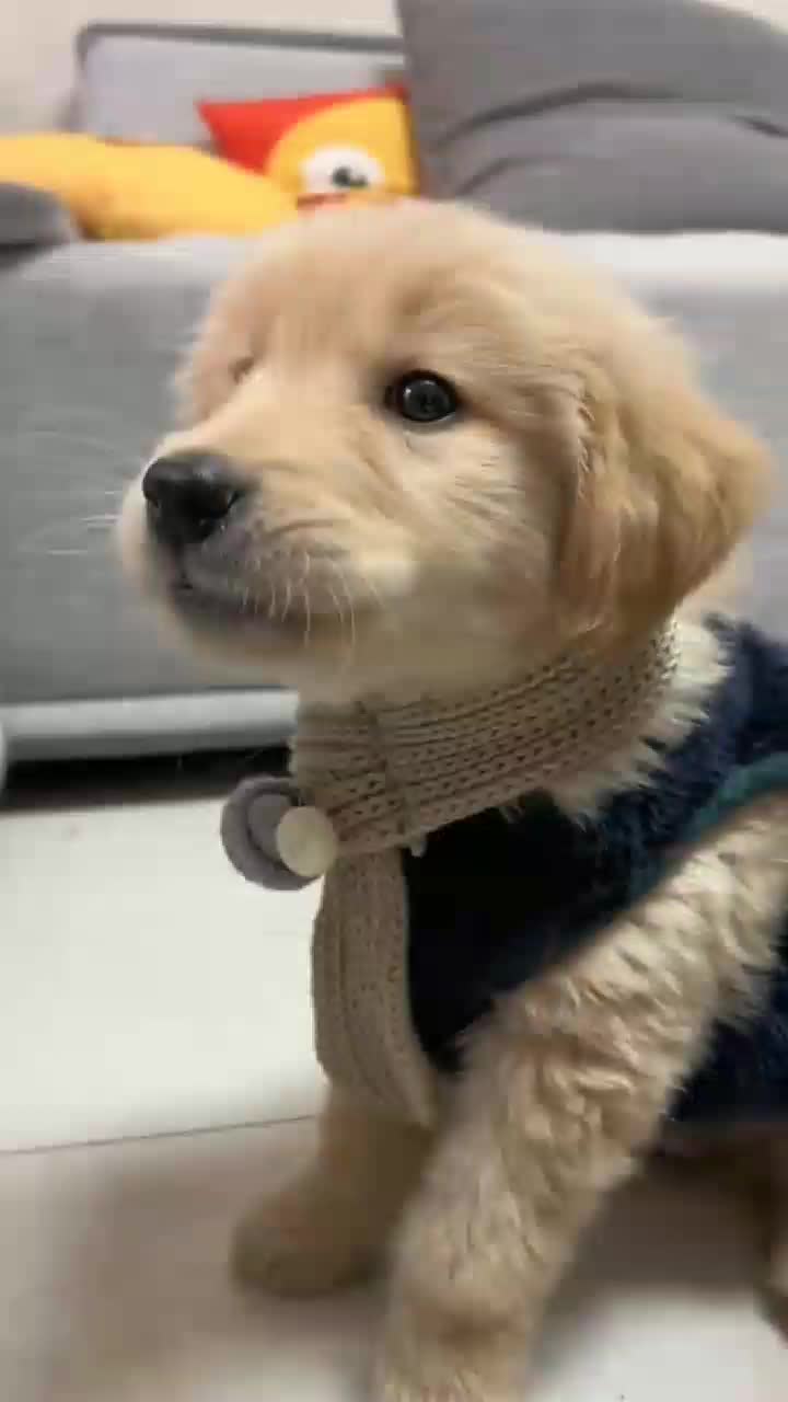 @funnypets818