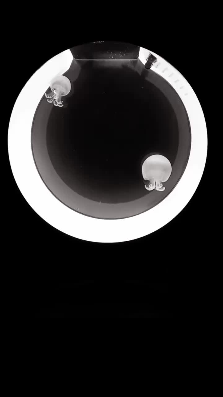 @Sting the jellyfish