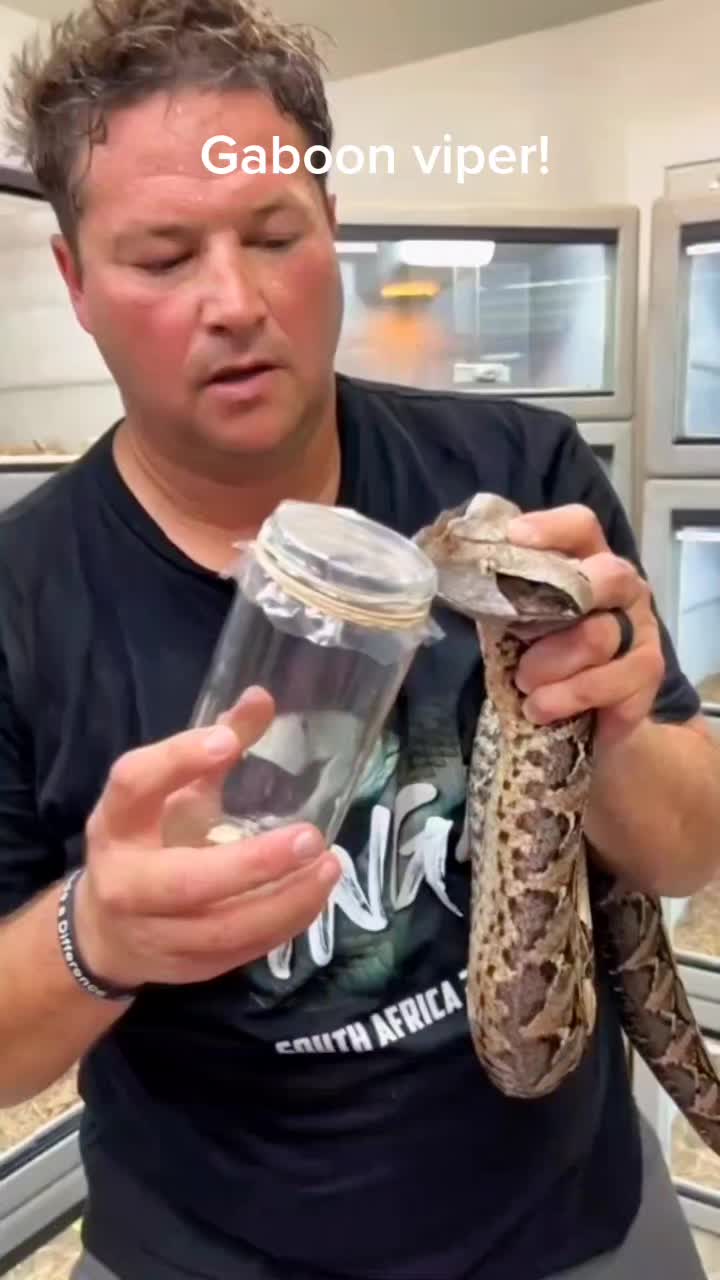 @Dna Reptiles