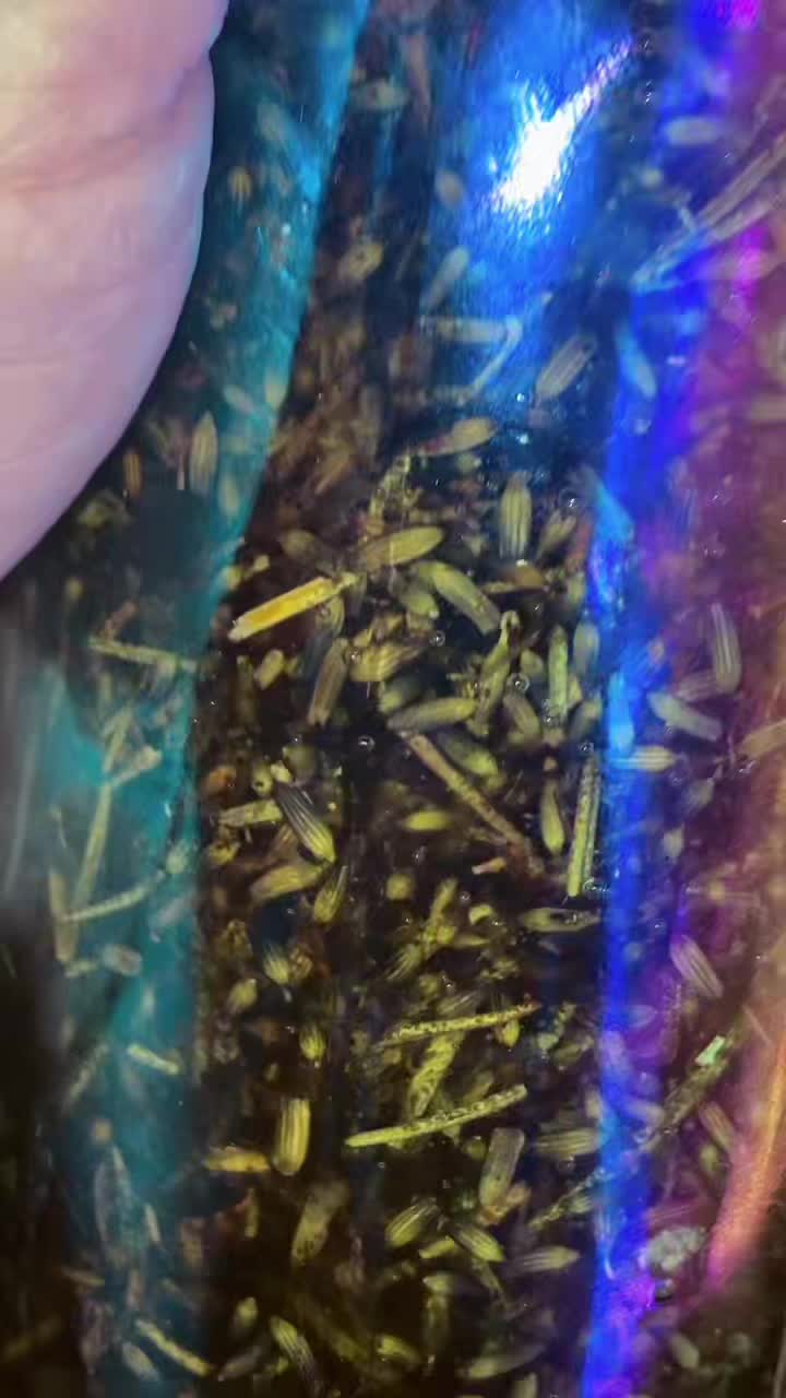 @🌙🕷🍄🐌🕸🦋
