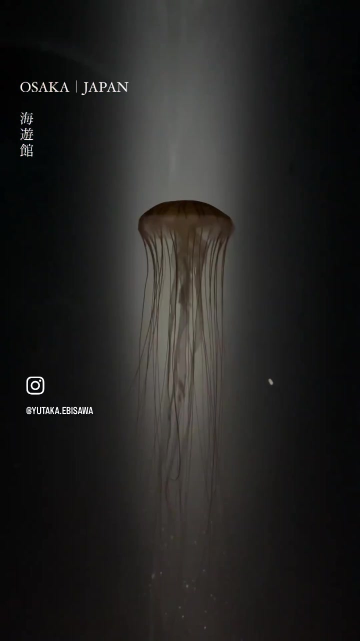 @Yutaka Ebisawa