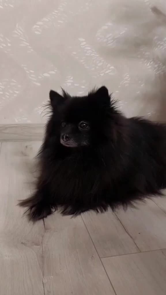 @dog_chip