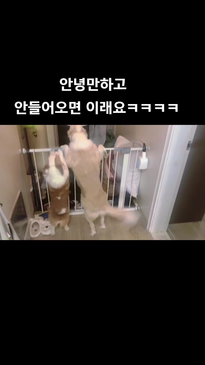 @레몬바라보리